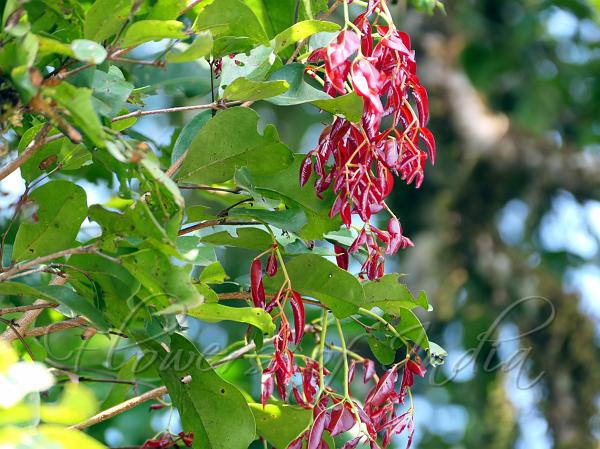 Smooth Crescent-Pod Tree