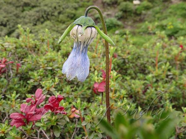 Soft Bonnet Bellflower