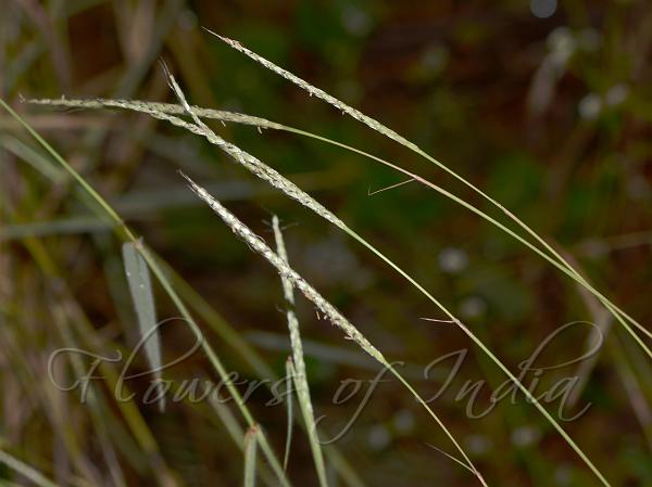 Soft Muraina Grass