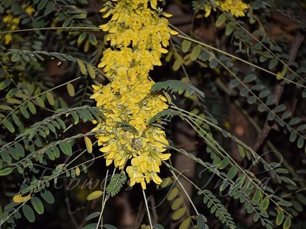 Soft Sophora