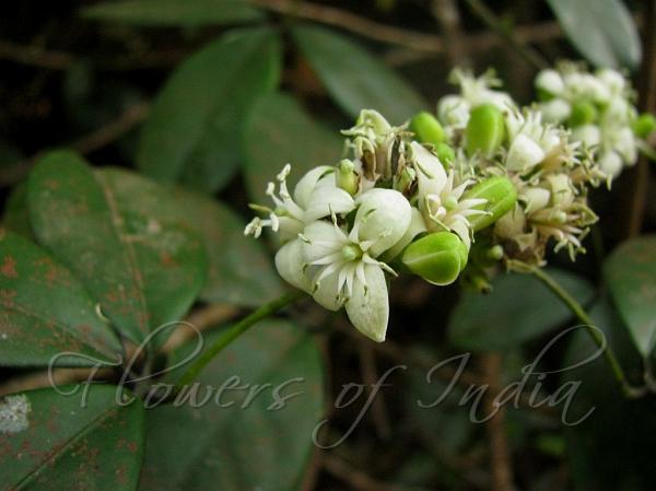 South Indian Lavang Lata