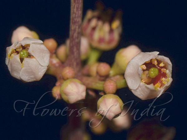 South Indian Olibanum