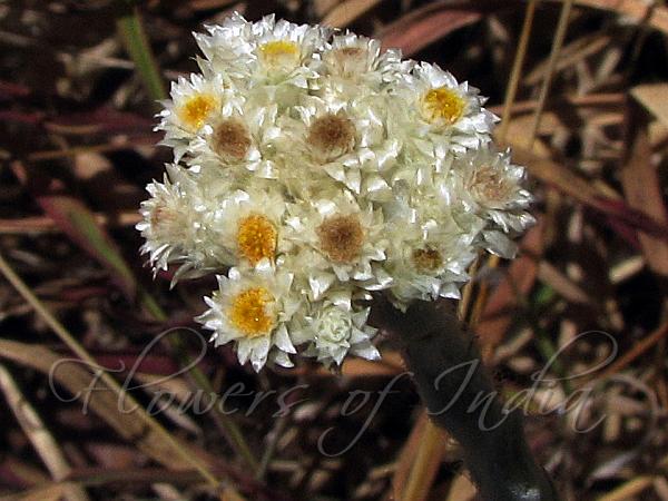 South Indian Pearly Everlasting