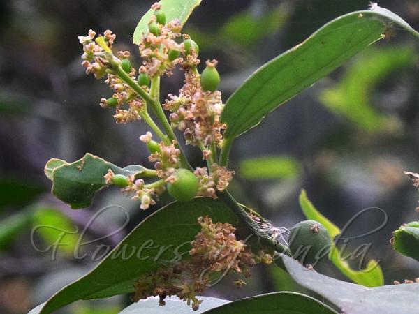 South-Asian Hackberry