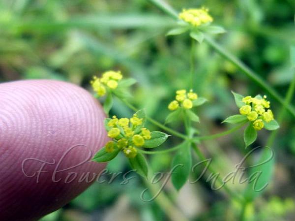 South-Asian Thorowax