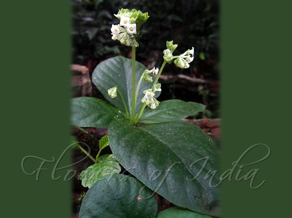 South-Indian Corn-Cockle