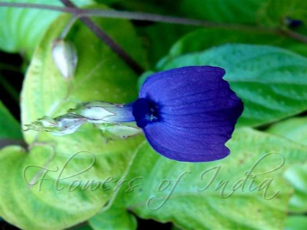 South-Indian Tongue-Lip
