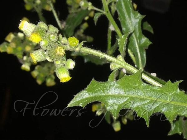 Sow-Thistle Knob-Bush