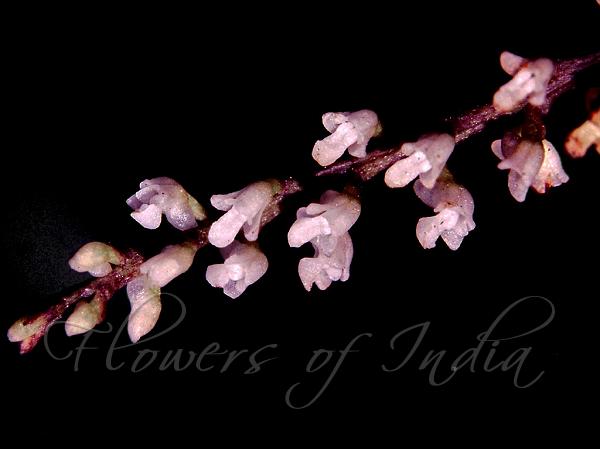 Sparkling Reed-Orchid