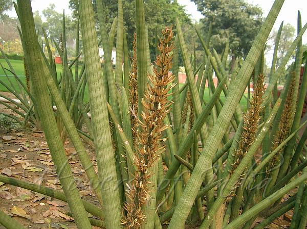 Spear Sansevieria