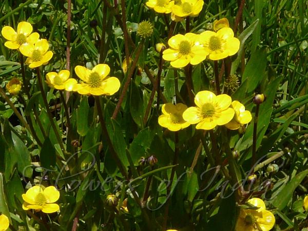 Spear-Leaf Buttercup