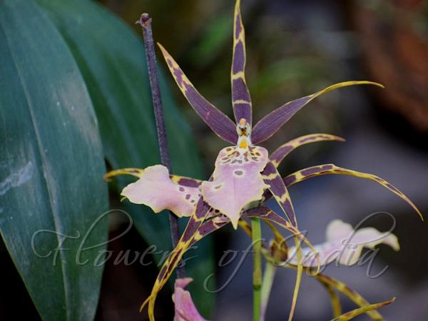Spider Brassia