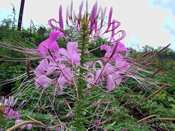 Spider Flower