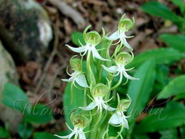 Spider Habenaria