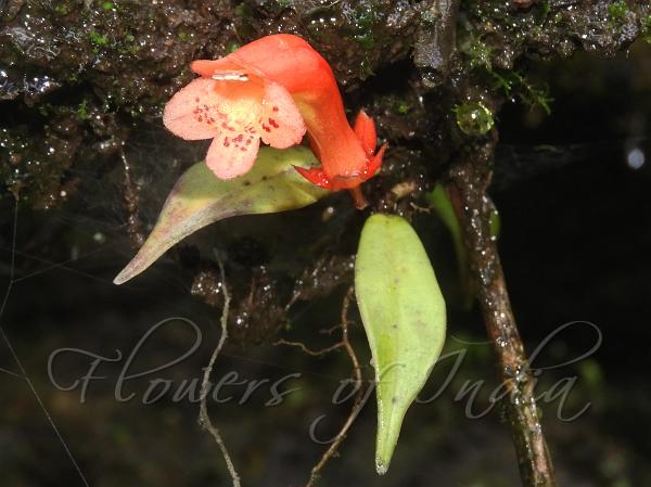 Spindle-Leaf Blushwort
