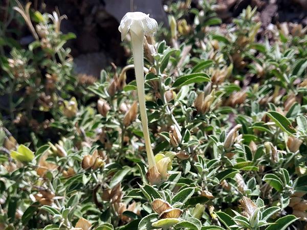 Spiny White Bush-Violet
