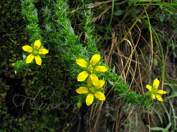 Spiny-Leaf Saxifrage