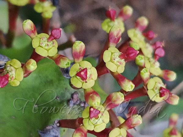 Spiral Spurge