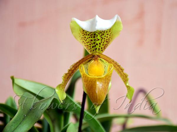 Splendid Slipper Orchid