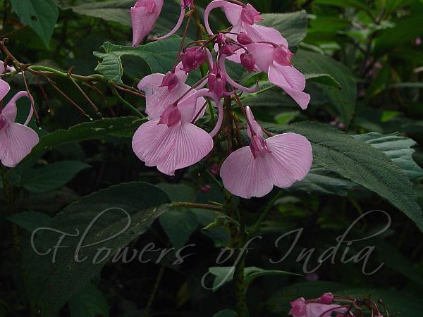 Spotted Balsam