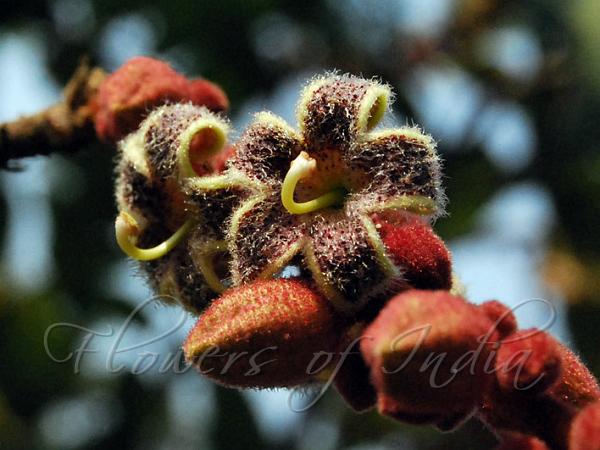 Spotted Sterculia