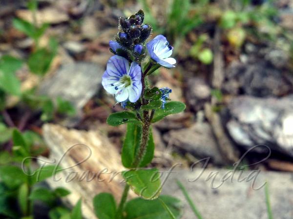 Sprawling Speedwell