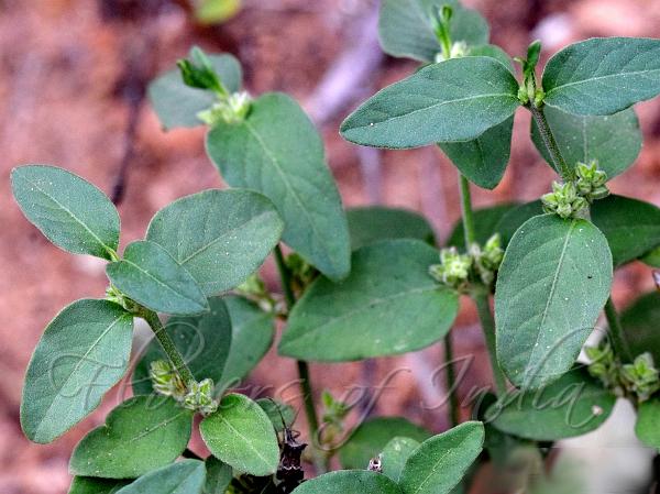 Spreading Psilotrichum