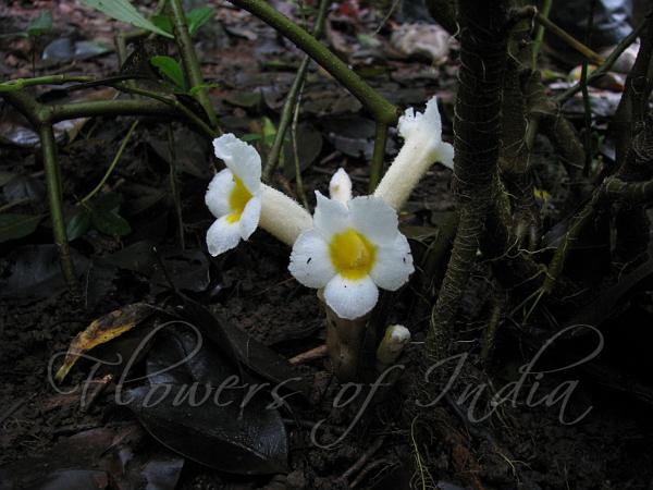 Spurred Christisonia