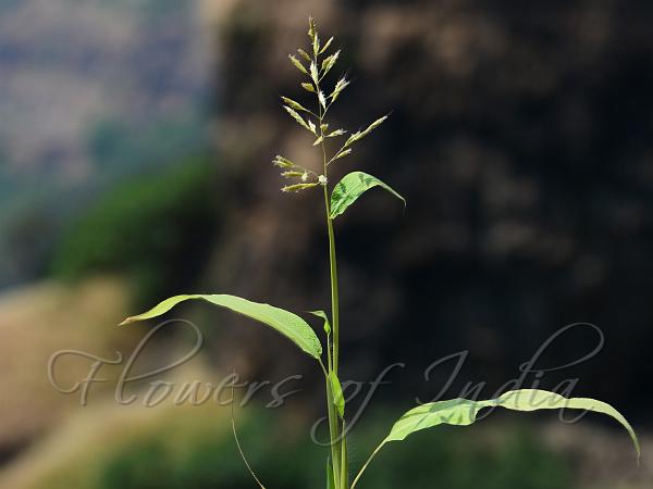 Stalked-Leaf Beard Grass