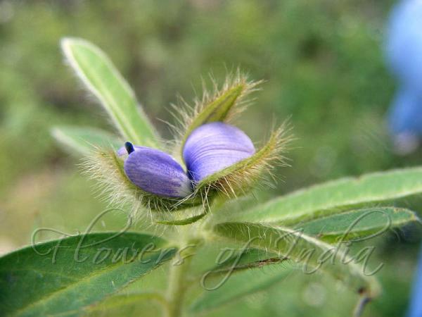Stalkless Blue Rattlepod
