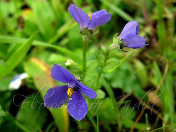 Stalkless Persian Violet