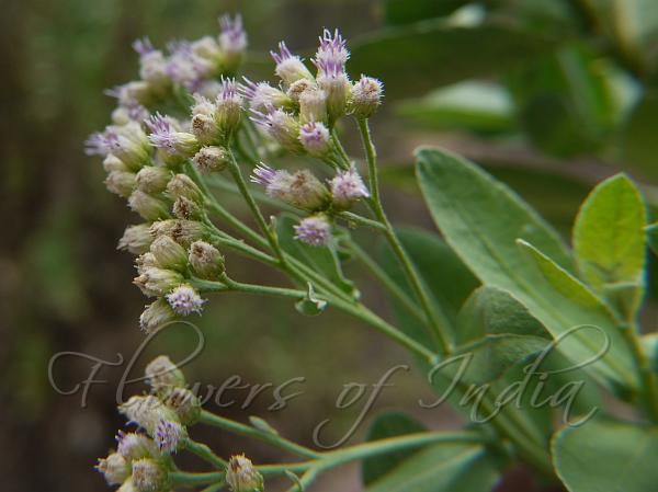 Stalkless-Leaf Camphor-Weed