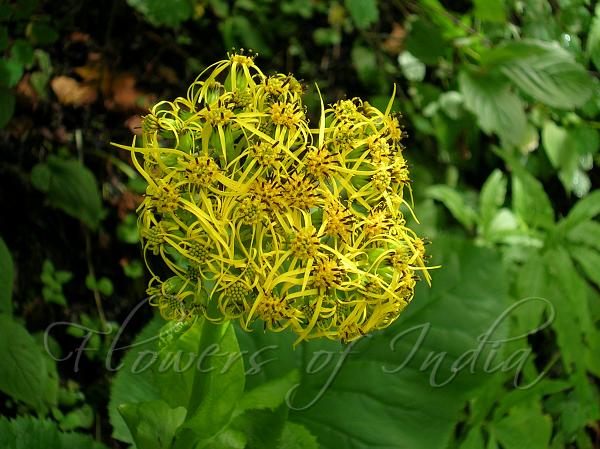 Stem Clasping Ligularia