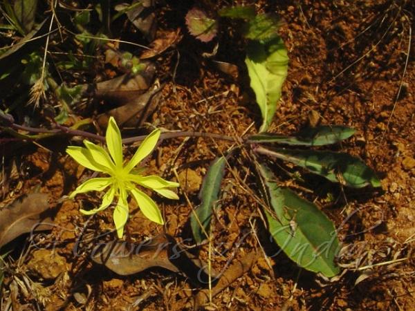 Stemless Hawksbeard