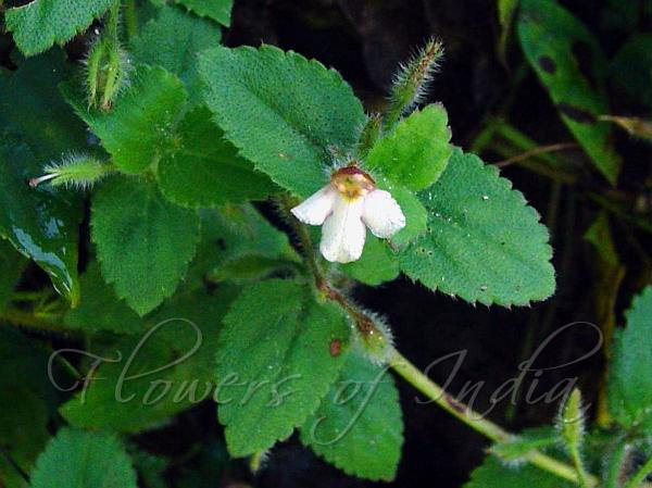 Sticky Bog-Herb