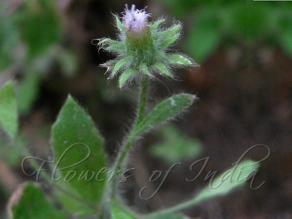 Sticky Knob-Bush