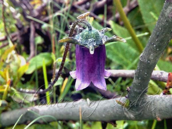 Stinking Bonnet Bellflower