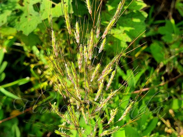 Stinking Scented-Top