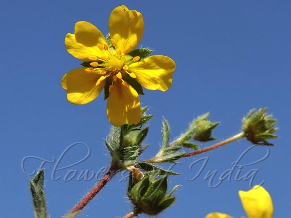 Strawberry Cinquefoil