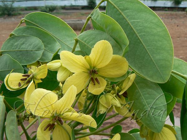 Sulphur Cassia