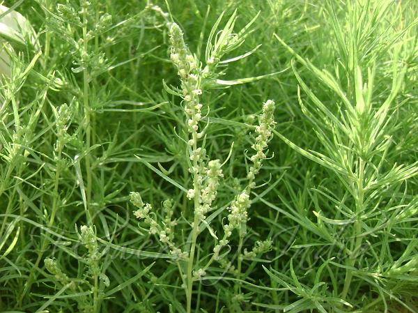 Summer Cypress