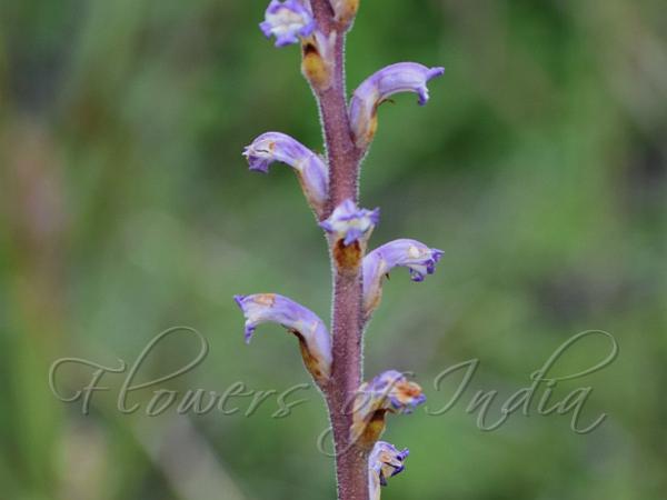 Sunflower Broomrape