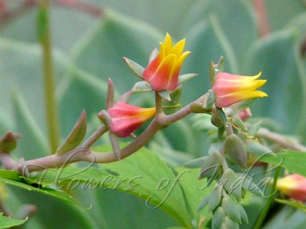 Swollen-Flower Echeveria