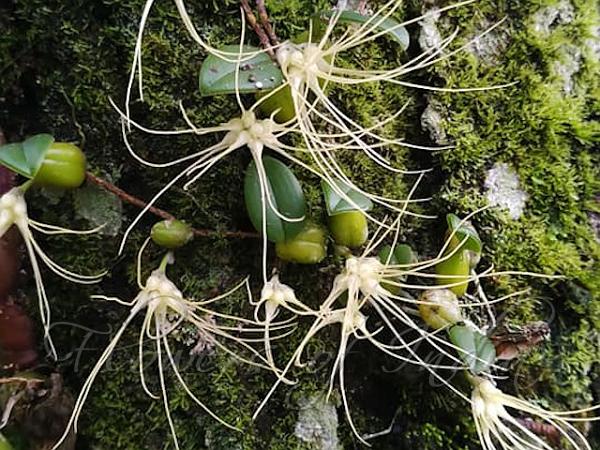 Tailed Bulb-Leaf Orchid