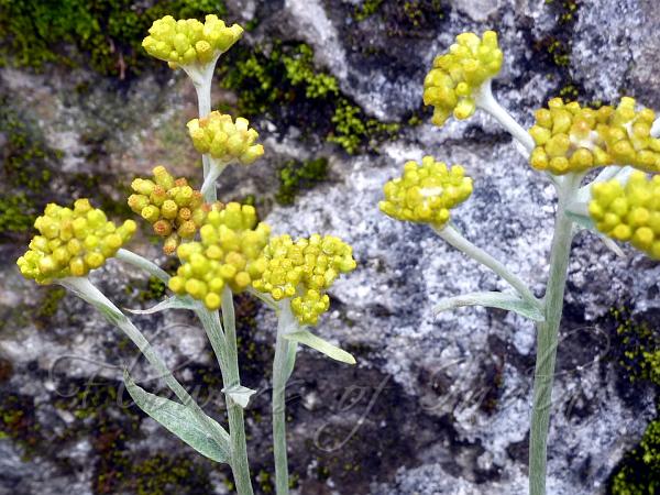 Tall Cudweed