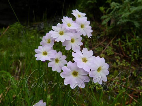 Tall Pale Primrose