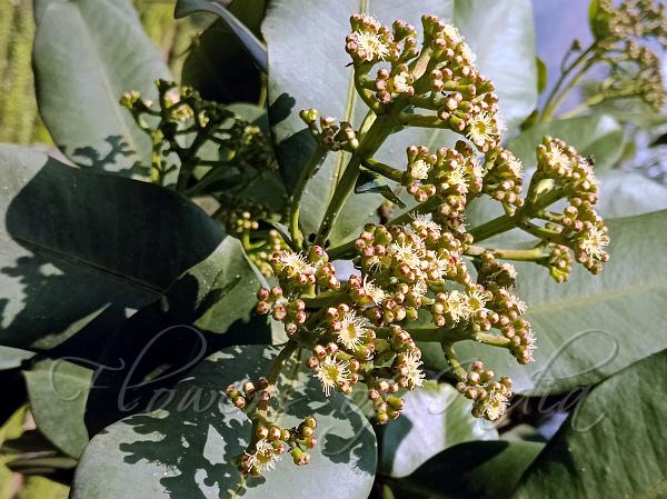 Tamilnadu Waterberry