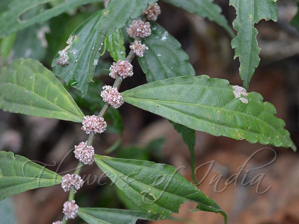 Tapering-Leaf Elatostema