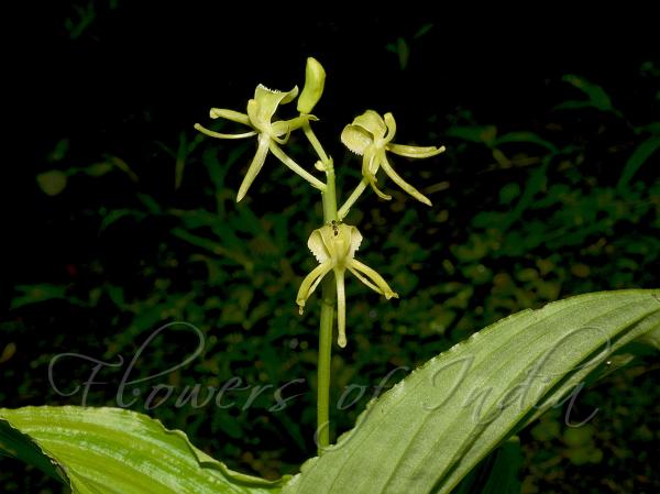 Tapering-Leaf Liparis