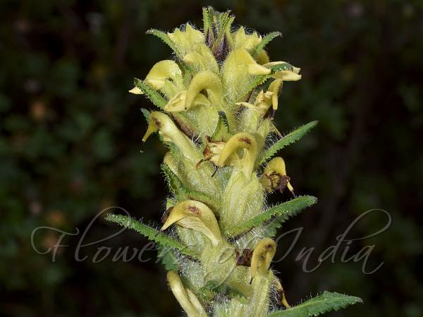 Tawang Lousewort